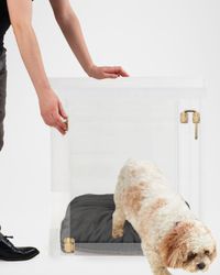 Medium Clear View Pet Crate with Golden Latch