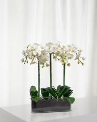 Orchid Phalaenopsis in Glass