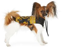 Versace Manteau de pluie noir pour chien à Méduse