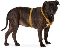 See Scout Sleep Yellow The Scot Extra Large Original Harness