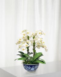 Orchid in Longlife Bowl