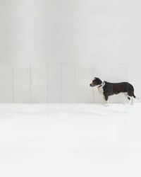 Clear Freestanding Pet Gate Zig Zag, 8-Panel