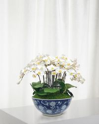 Orchid in Longlife Bowl