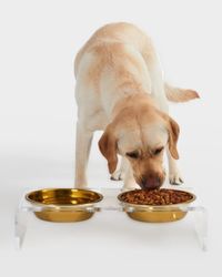 Large Clear Double Pet Bowl Feeder with 1 Quart Gold Bowls
