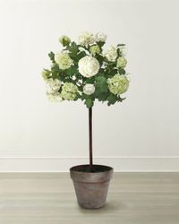 Snowball Flower Tree in Pot