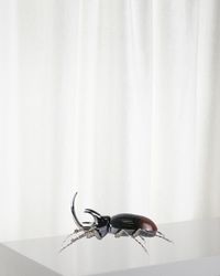 Rhino Beetle Figurine