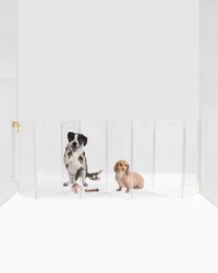 Wall Mounted Clear Pet Gate Zig Zag, 8-Panel