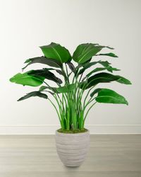 Travelers Small Palm in Pot