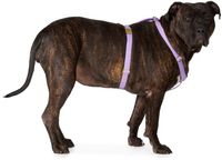 See Scout Sleep Purple The Scot Extra Large Original Harness