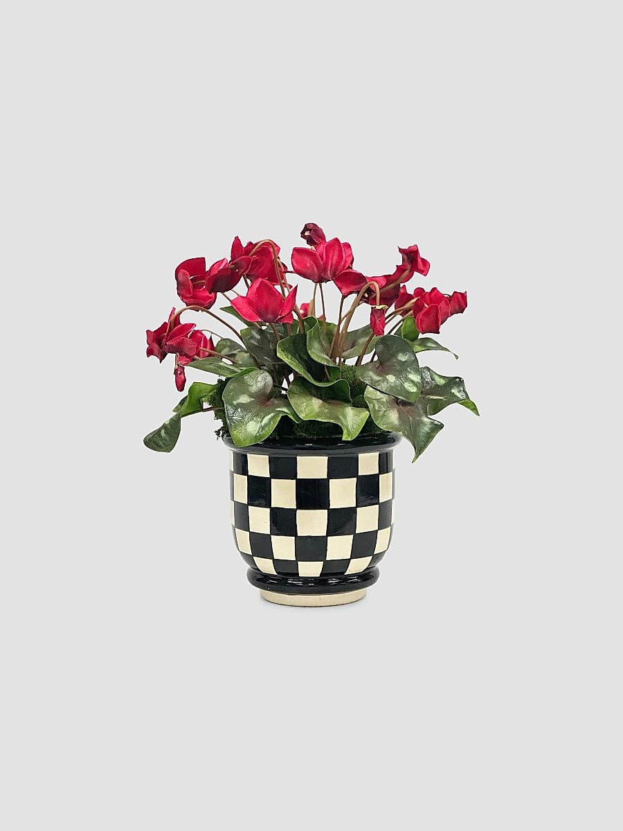 Holiday Newness Checkerboard Bowl Cyclamen Arrangement