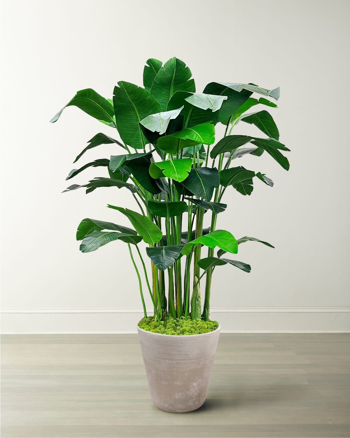 Banana Palm in Planter, 84"