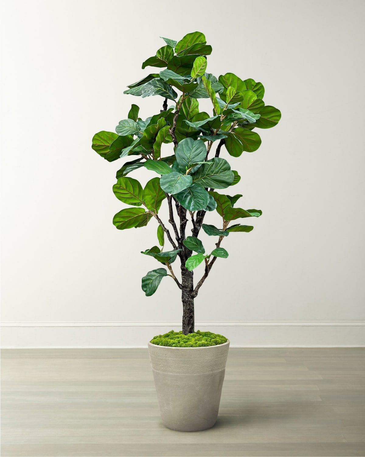 Fiddle Leaf Tree in Planter, 96"