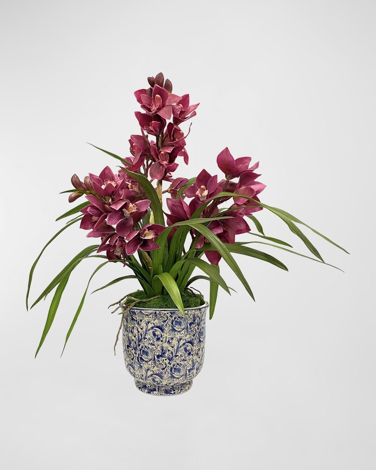 Cymbidium Orchid in Cache Pot