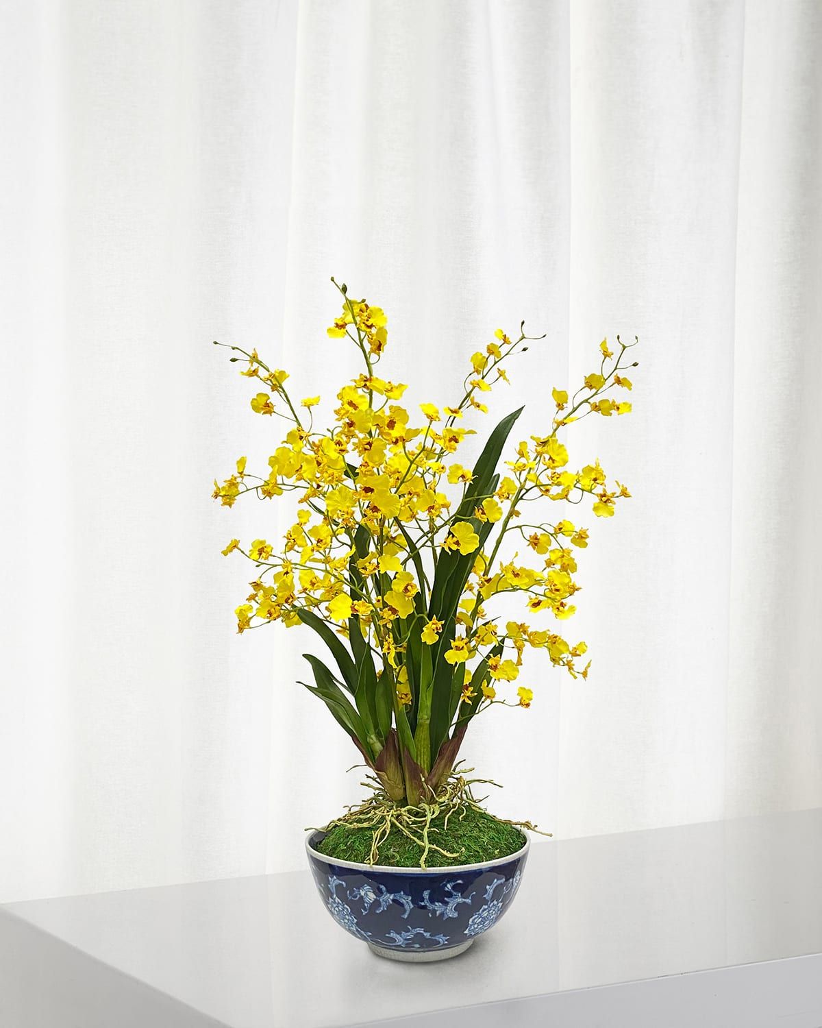 Oncidium in Longlife Bowl