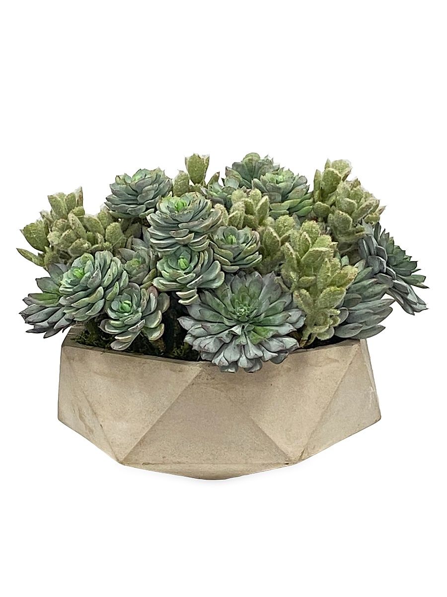 Succulent in Hexagon Pot - Green