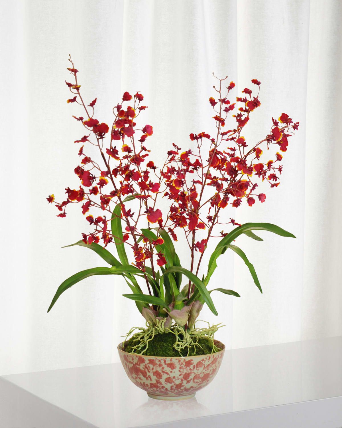 Orchid in Longlife Bowl