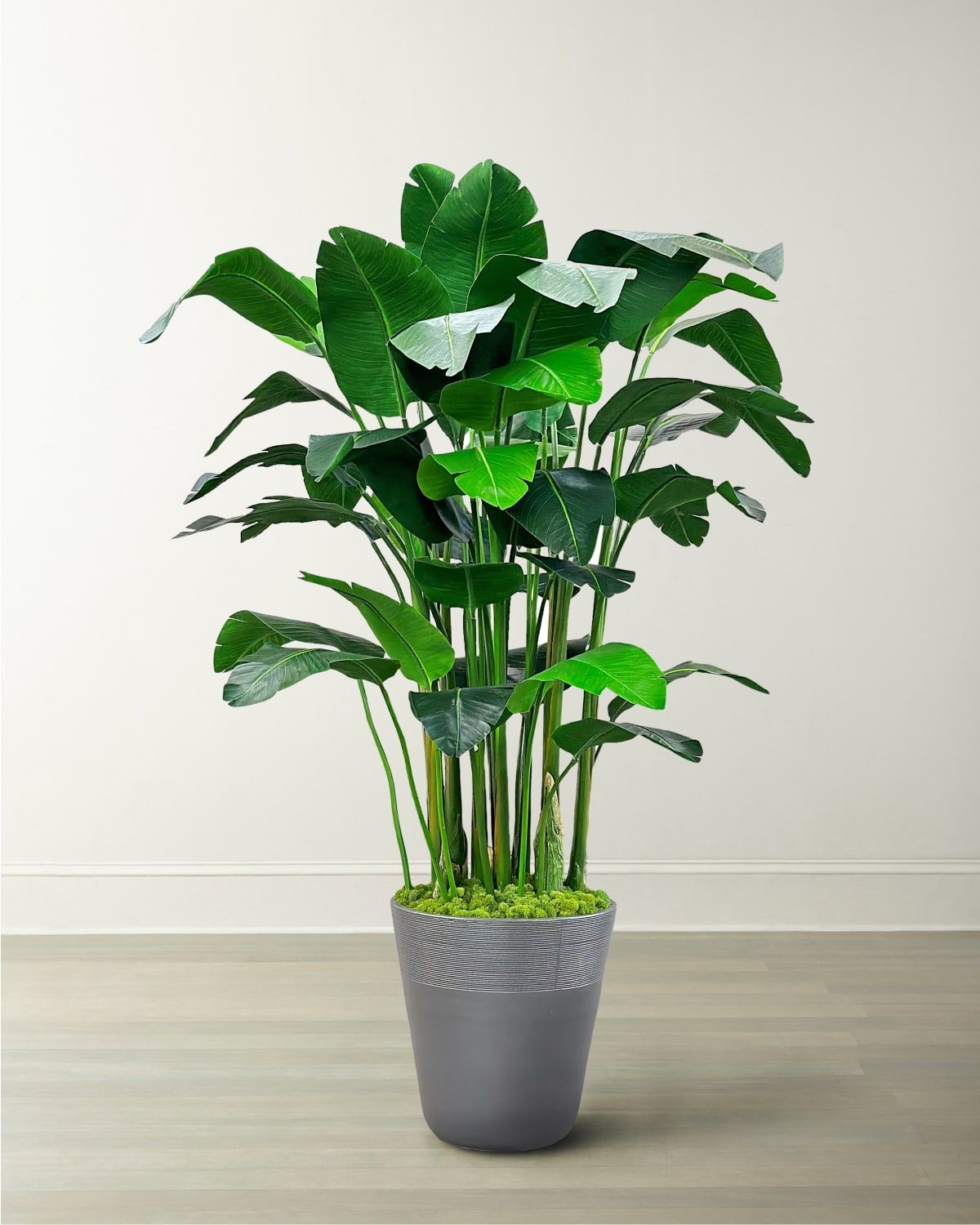 Banana Palm in Planter, 84"
