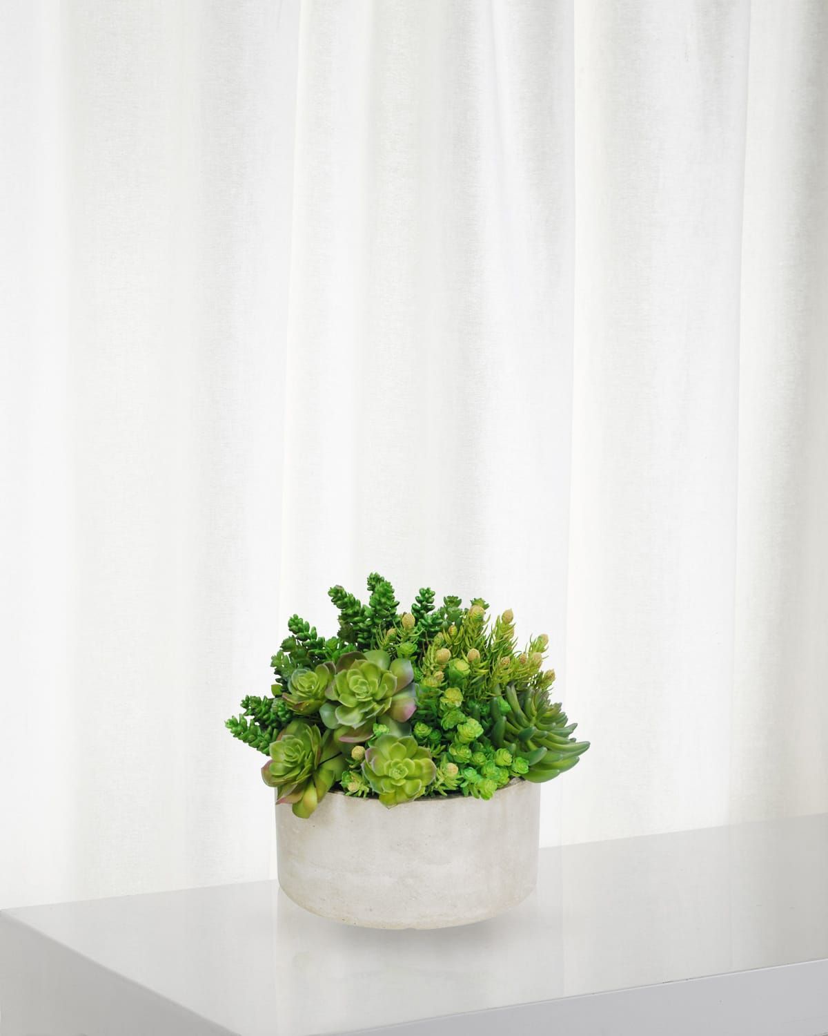 Succulent in Garden Planter