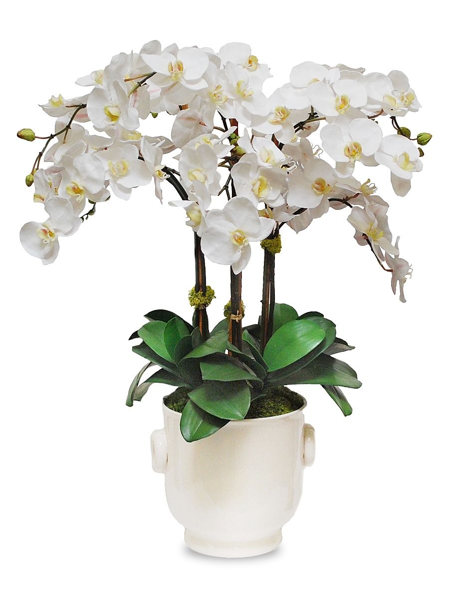 Everyday Floral Imitation Phalaenopsis In Ceramic Cache Pot