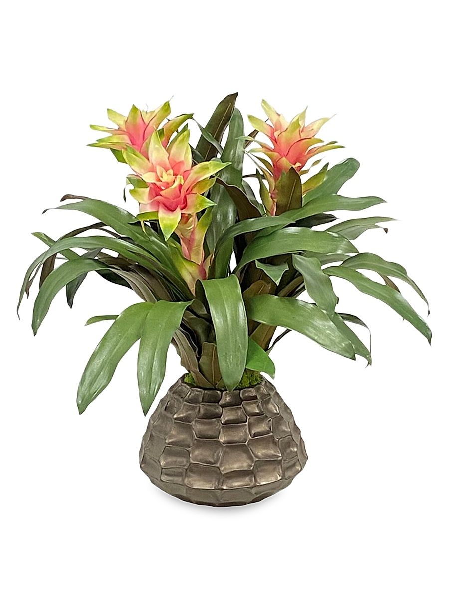 Everyday Cache Pot Bromeliad