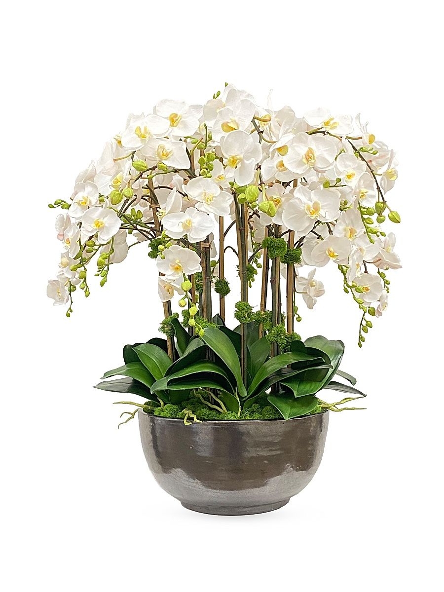 Everyday Floral Orchid Phalaenopsis Arrangement - White