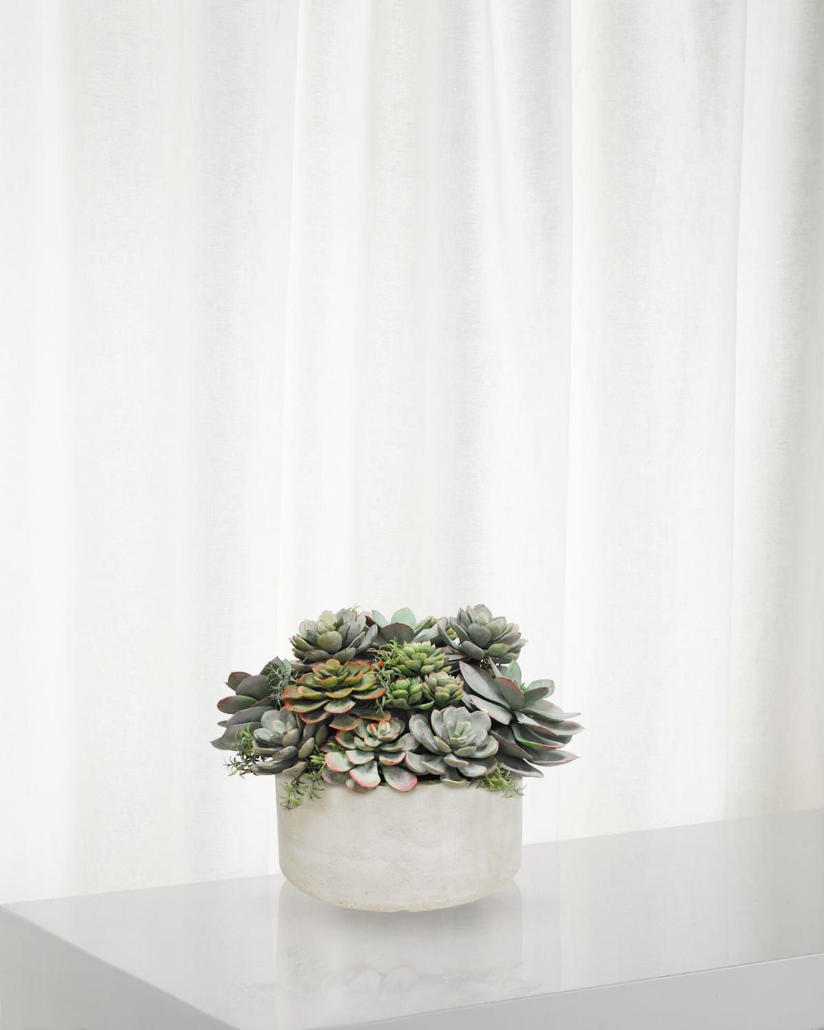 Mix Succulent in Garden Planter