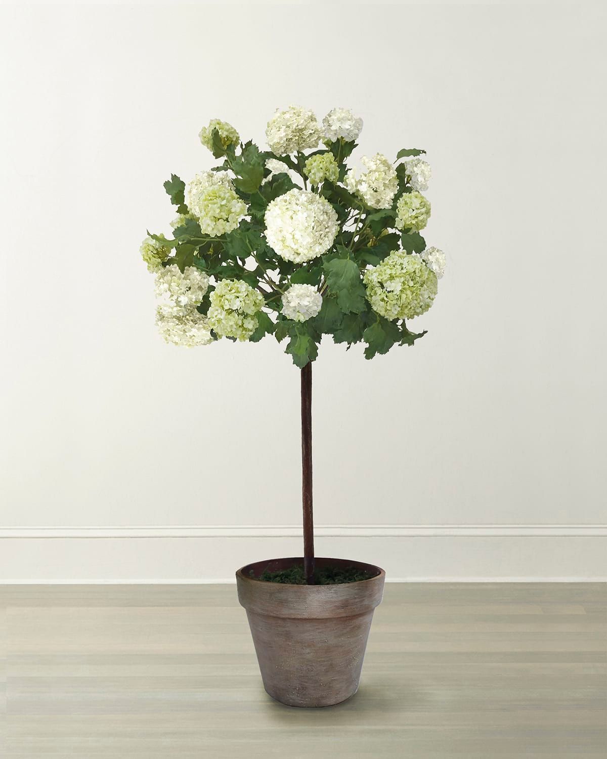 Snowball Flower Tree in Pot