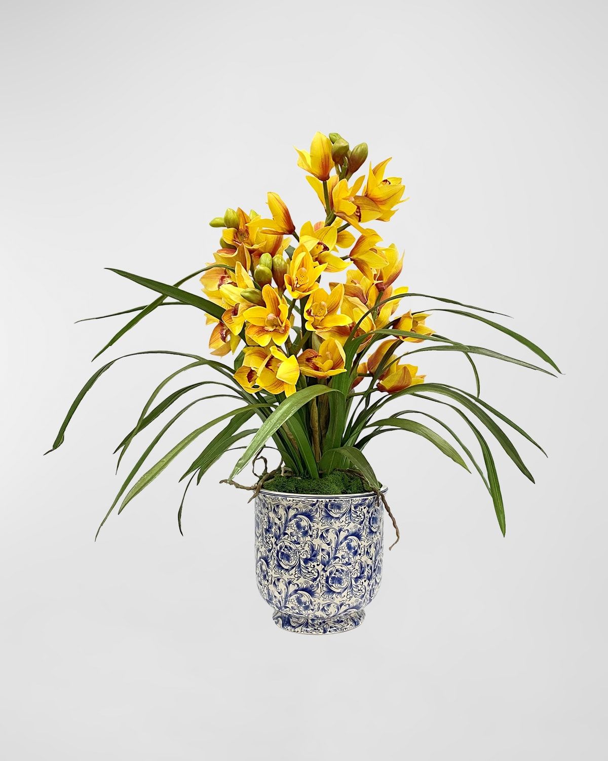 Cymbidium Orchid in Cache Pot