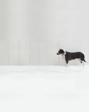 Clear Freestanding Pet Gate Zig Zag, 8-Panel