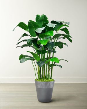 Banana Palm in Planter, 84"
