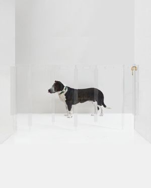 Wall Mounted Clear Pet Gate Zig Zag, 6-Panel