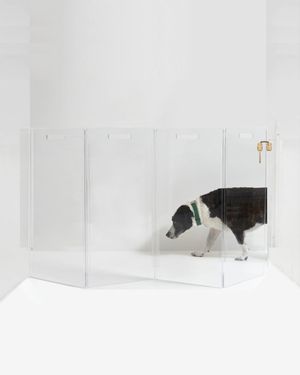 Wall Mounted Clear Pet Gate Zig Zag, 4-Panel