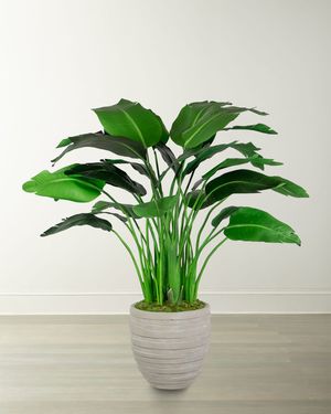 Travelers Small Palm in Pot