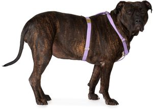 See Scout Sleep Purple The Scot Extra Large Original Harness