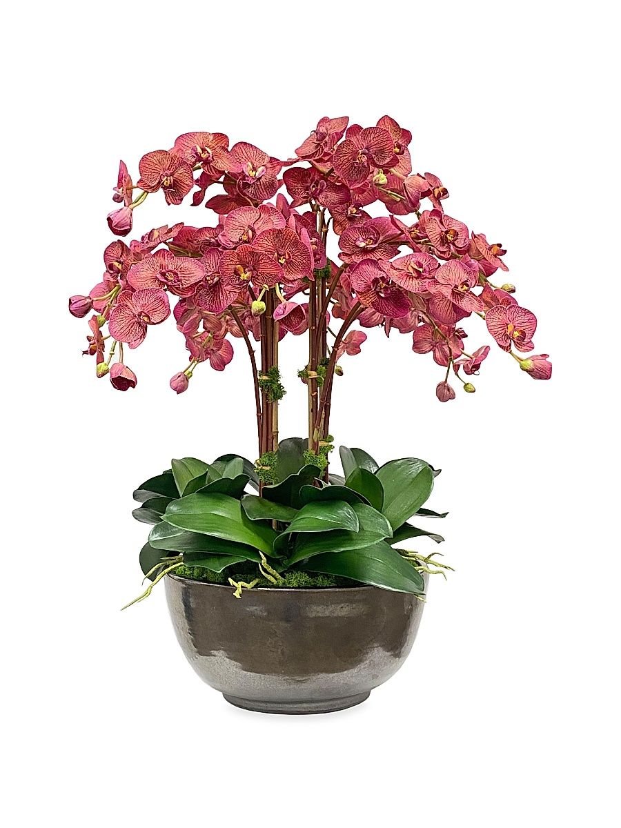 Everyday Floral Orchid Phalaenopsis Arrangement - Green